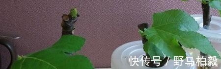 土壤|3种“水果”不用买，剪下枝条“插土里”，生根发芽，采摘1箩筐！