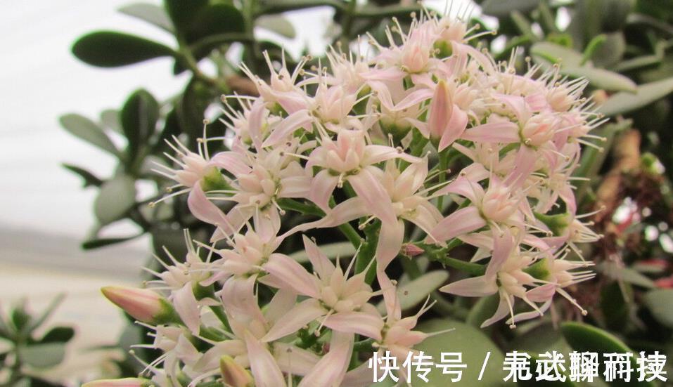 玉树|4种树，花开富贵“好兆头”，难得一见，看看你家有吗？