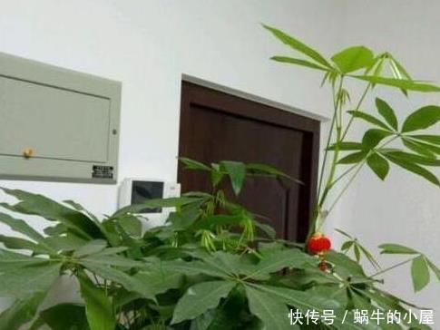 种花|秋天养此3种花，只需要浇点水，越来越旺，长疯了！