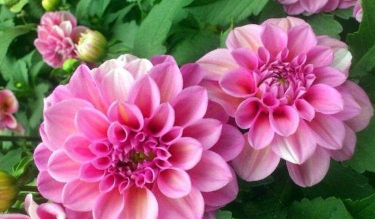 适合聪明人都养的花,开花又大又艳,比绿萝好养