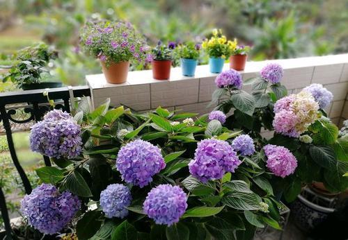 修剪|7月里绣球不修剪,耽误开花一整年,剪的越狠,开花越稳