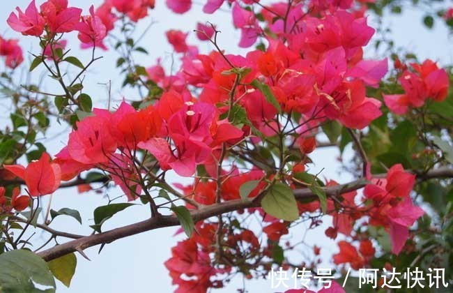 太阳花|4种花，一年四季开花不断，盆栽地栽都能够轻易就开成一片