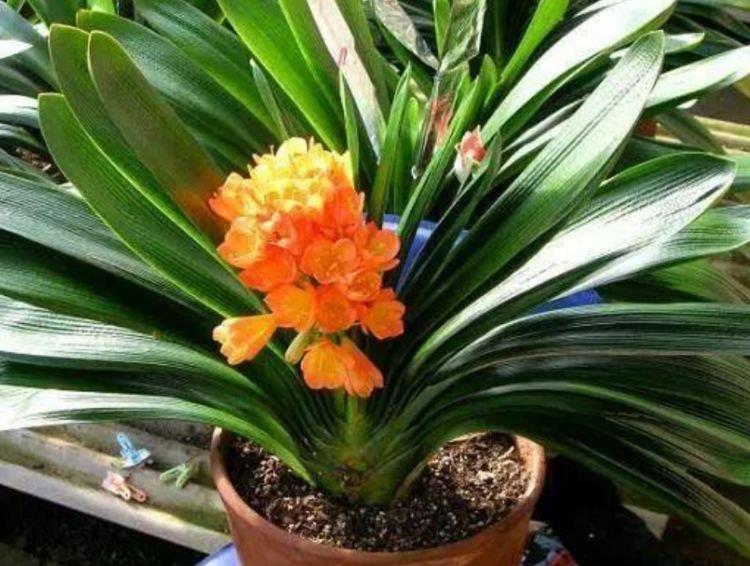 鹅掌柴鹅掌柴|4种花适合养家里,好养漂亮,清新养眼,越来越多人在养