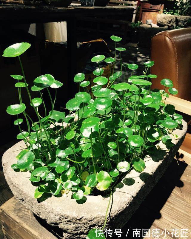 钱串子|3种花名字带“钱”寓意好，还是净化小能手，吉祥又健康