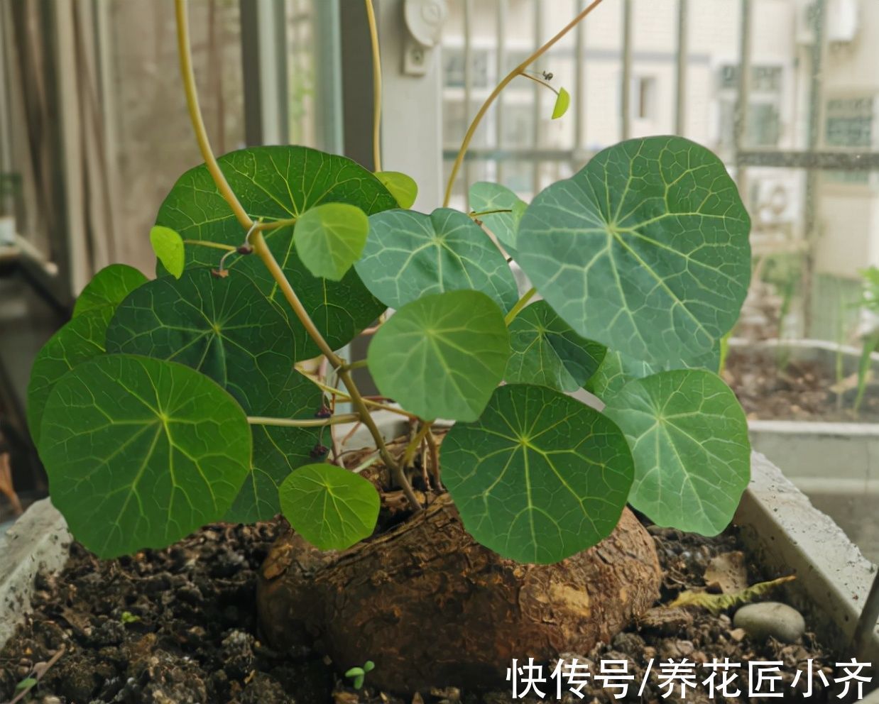 养花|养花出现叶片打蔫,浇水也不恢复,原因有2个,第2个原因最多