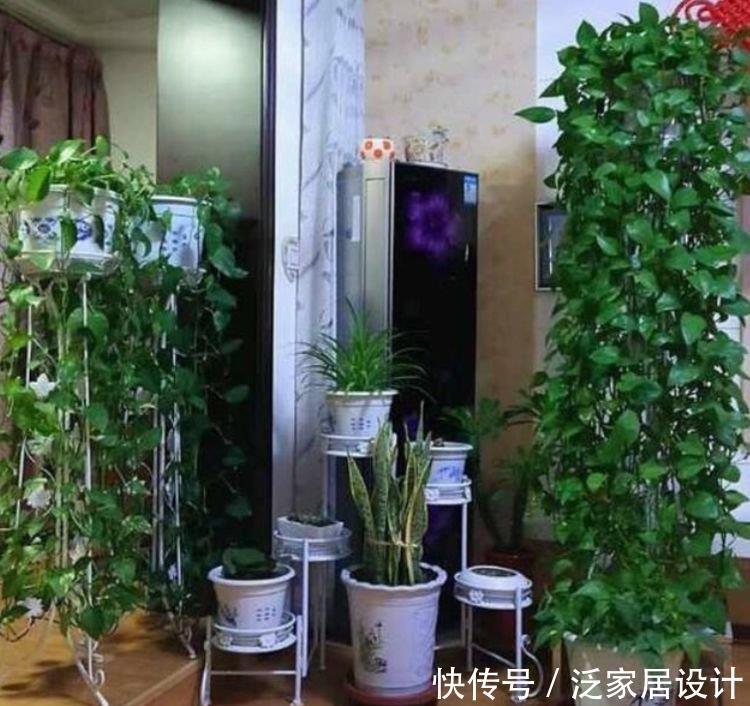 4种花很耐养,沾土就能活,有阳光就爆盆,给点水就疯长