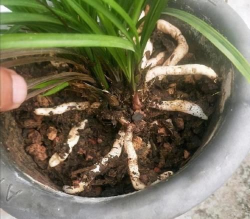 春天养兰花,给它用上2种肥,兰株长得旺,冒出更多新芽