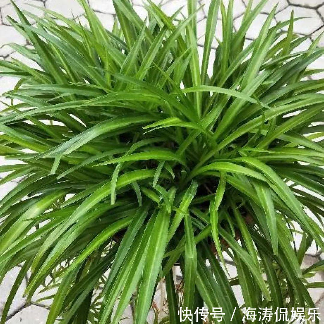 绿萝、吊兰变异了这些品种,你未必都见过!