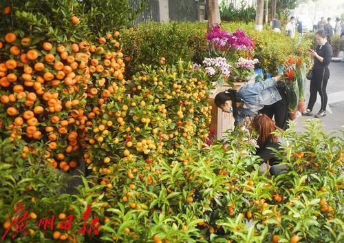 春花灿烂 年味渐浓