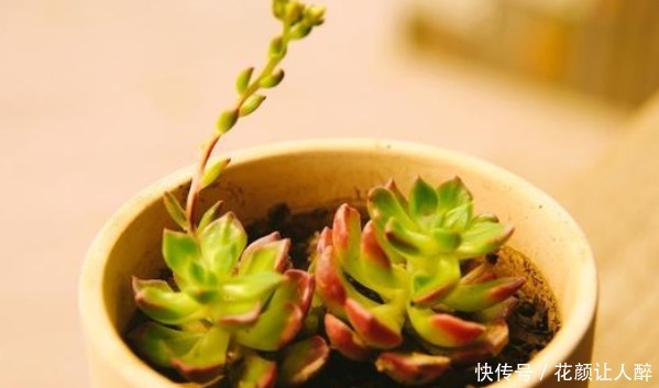 劳尔|最皮实的四种多肉,养到就是赚到,竟然随便养养变成老桩