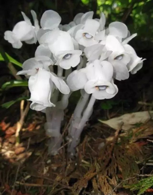  花朵|乡下拍到的照片，99的人没见过尤其是第7张绝了