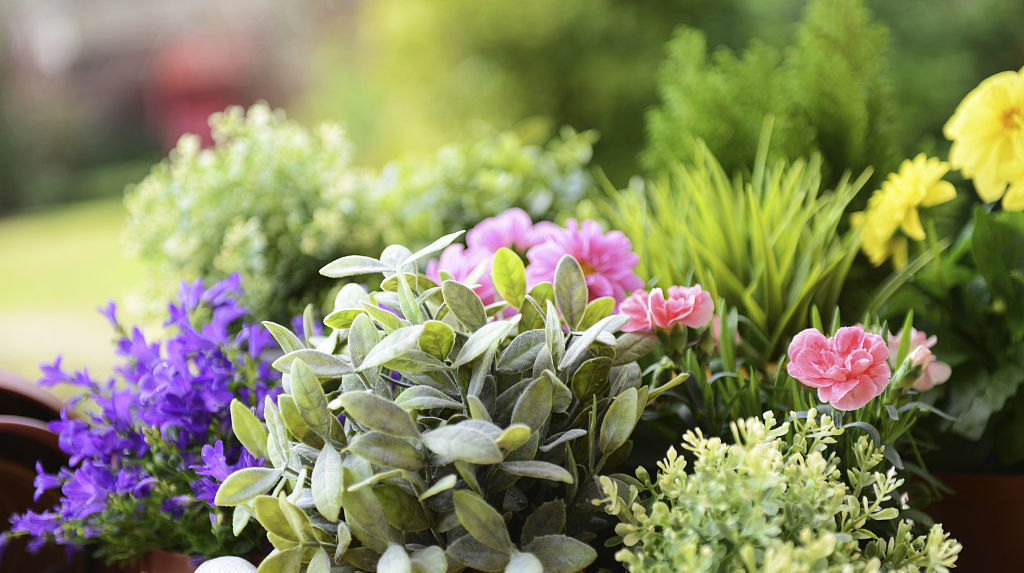 补充营养|花盆里撒上这两样东西,不生虫不黄叶不烂根,还能疯长爆盆