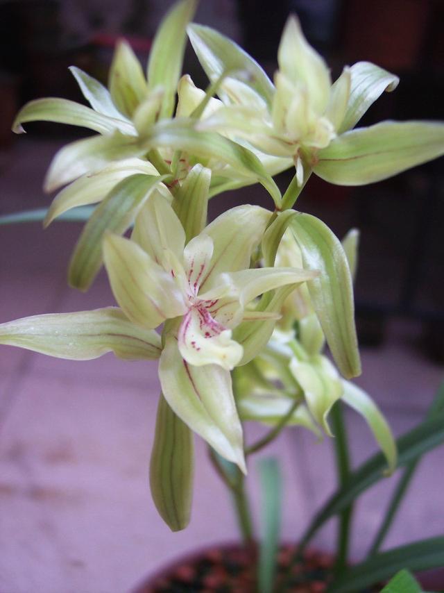 它被誉为“小劳模”，一年能开四五次，花姿雅致，新手也能养爆盆