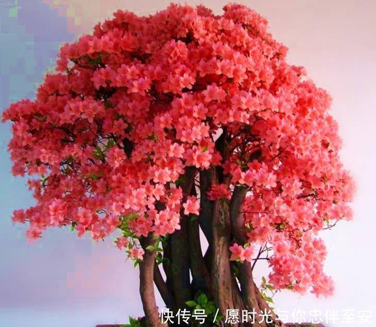 4种花养家里,冬天非但冻不死,还花开不断,满屋子都飘香