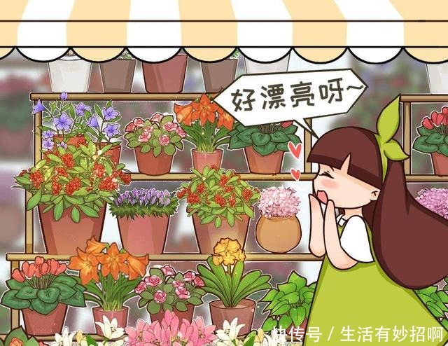 4种花,尽量不要在春天买,养不活还浪费钱!