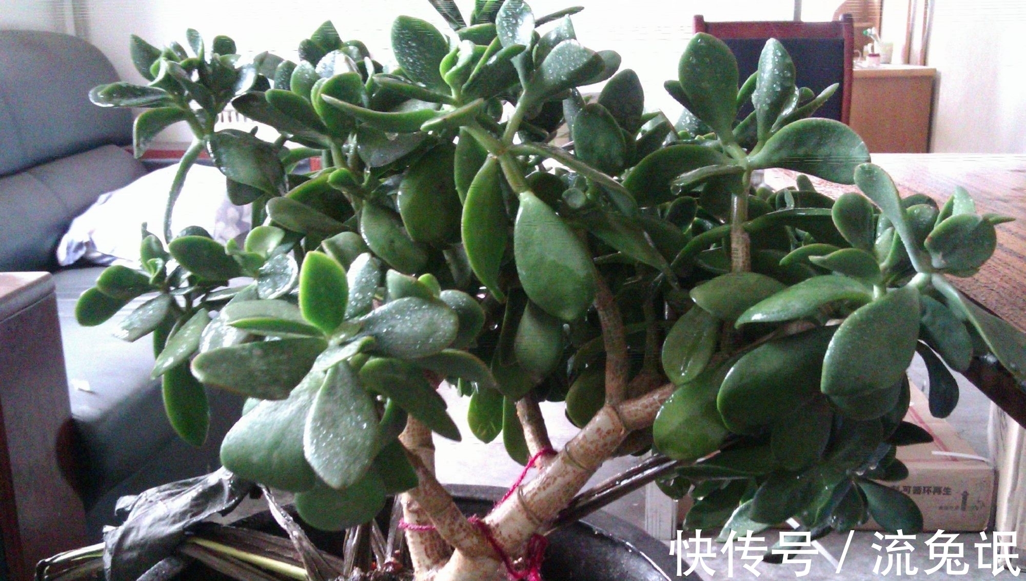 玉树|养花遇到这几种情况,花要换盆!换盆后管理技巧