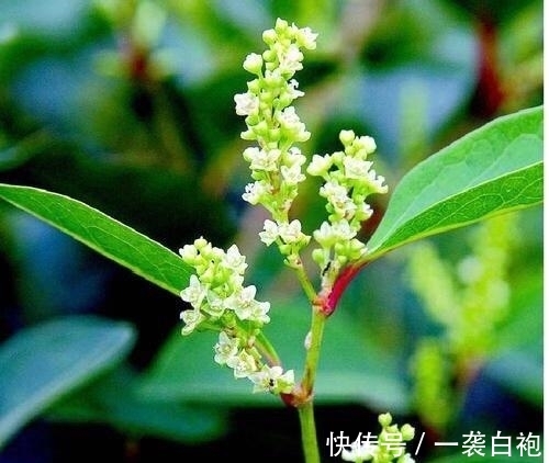 长大|房子边上看见这种草,赶紧连根拔掉,等长大就麻烦了