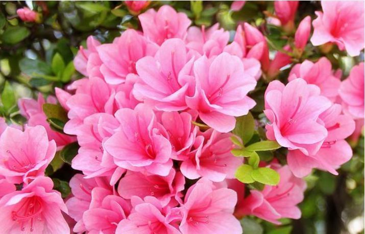 漂亮|邻居逛花市,只买这“3种花”,开花漂亮又好养,越养越上瘾