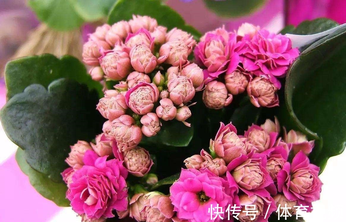 养长寿花不能“懒”,做好4要点,一茬接一茬开不停,尤其是第3点