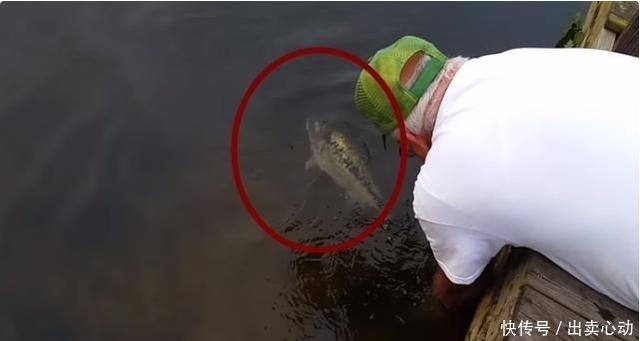 大鱼|一男子拿着小鱼跪在水边,把小鱼放在水上,结果换来了条大鱼
