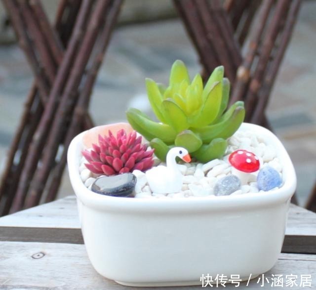  浇水|4种常见的多肉花盆，要用不同的浇水方法，才能养好多肉