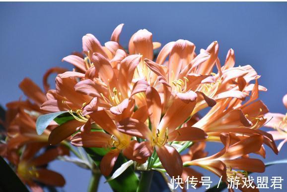 特爱“吃土”的8种花,该换盆时就换盆,别偷懒