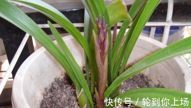 兰花|兰花出现粉虱,千万不能病急乱投医,不然会造成兰花枯死了!