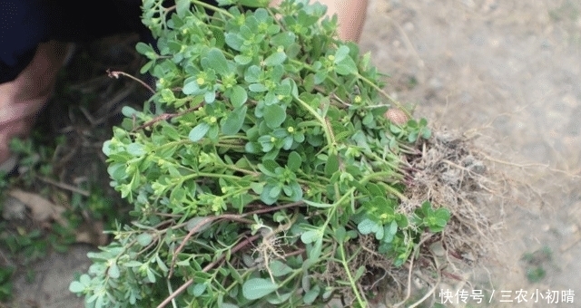 遇见“它”,请摘叶就好,别拔根,拔一棵,少一棵