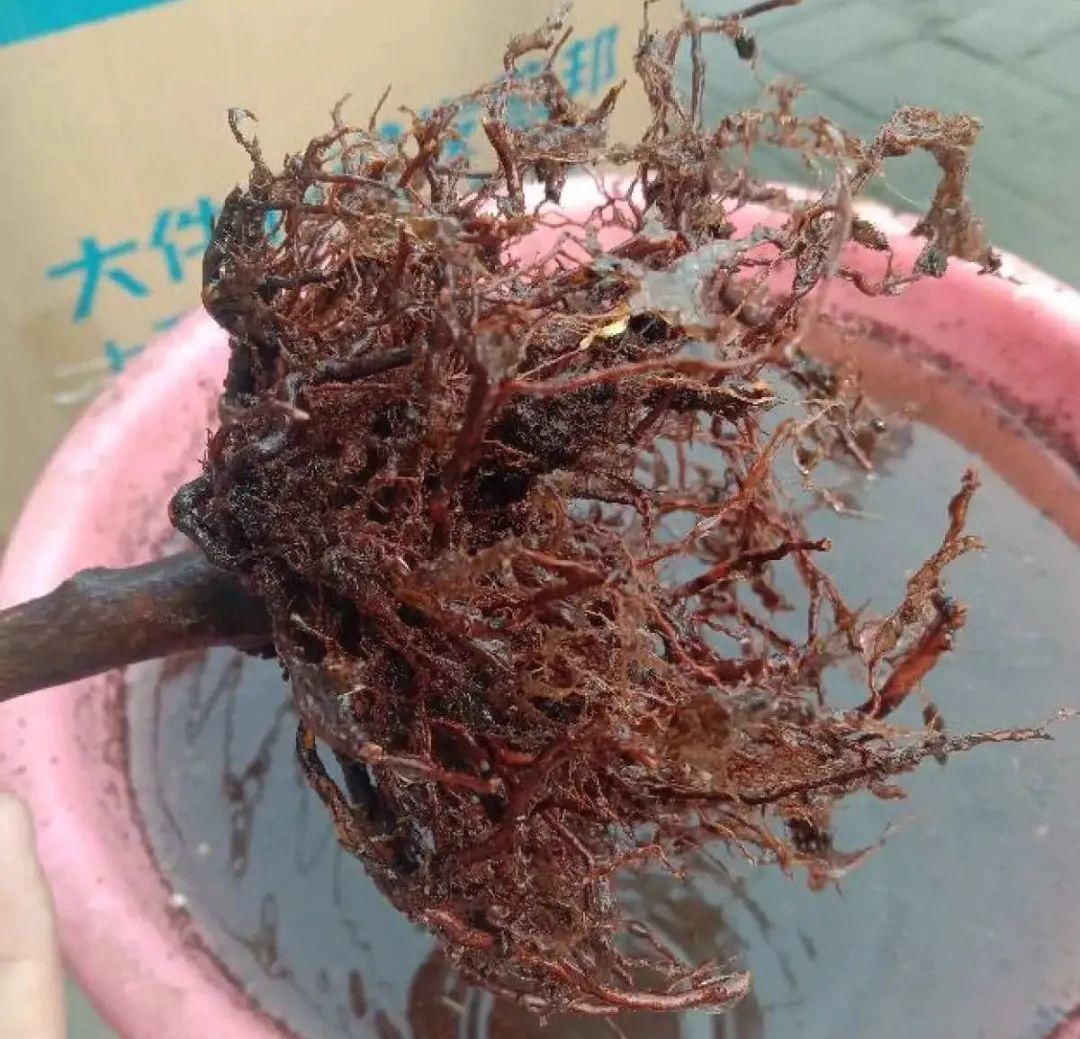 浇水|警惕秋老虎，别让你的花，度过夏天，却死在秋天