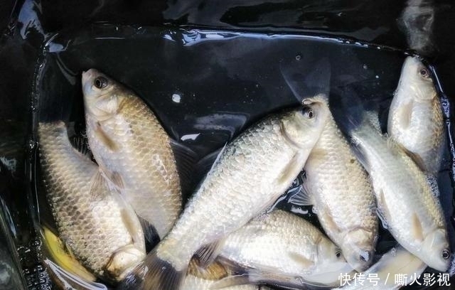 夏季野钓的三个小妙招,学会这样用饵,大板鲫手到擒来