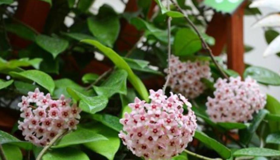 快把家里的绿萝都丢了,此花更好养,花量大香味浓,空气更清新