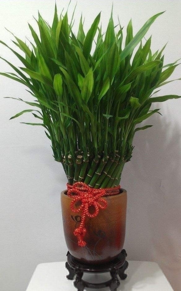 养花不在多,家中养上这“3种”,安宅又“旺财”,舒适又健康