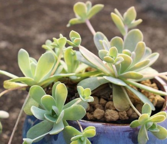 阿峰|很适合夏季养的多肉,颜值高好养活,养个让别人羡慕
