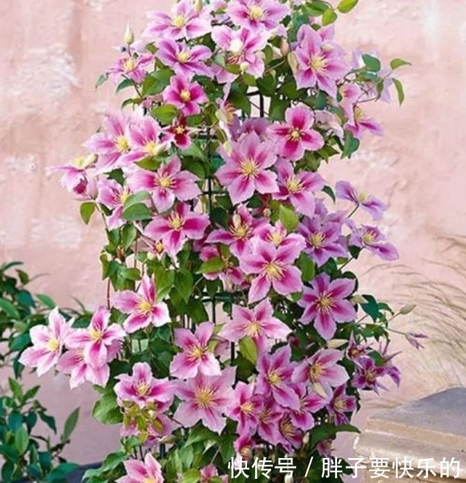 木香花木香花|庭院选这几款花,花姿妖娆,花开娇艳美不胜收,一年四季都赏花