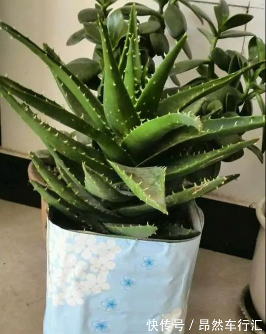 小菜园|养花技巧:一个油桶胜过两花盆,种菜养花好用又省钱!