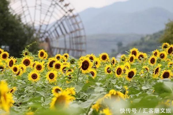 赏花|罗平赏花攻略，万亩油菜花开成海