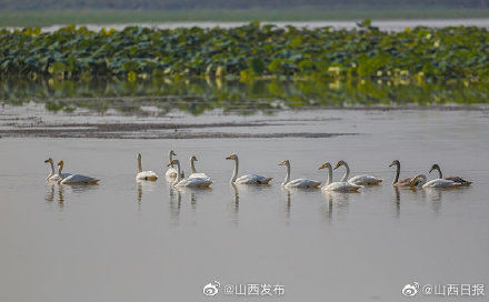 黄河湿地|平陆黄河湿地迎来首批越冬白天鹅