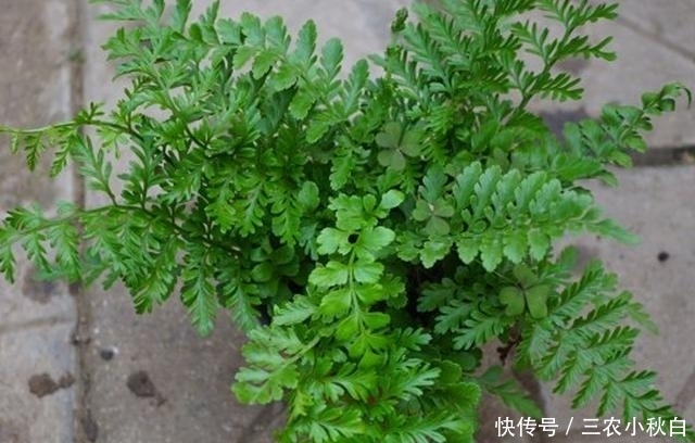 野草|农村这种野草没人要,不知是珍贵“骨碎补”,现在一斤能卖10元