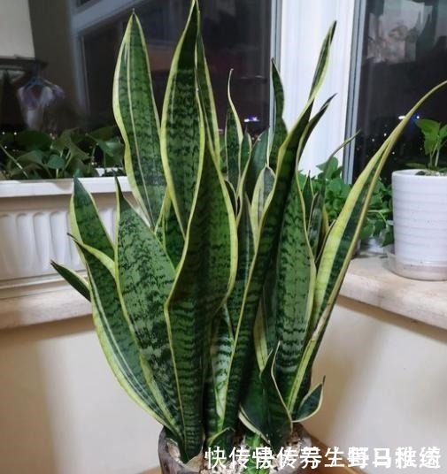 透气性|不会给虎皮兰浇水,只需记住“4个字”,叶片宽又厚,爆满一圈芽!