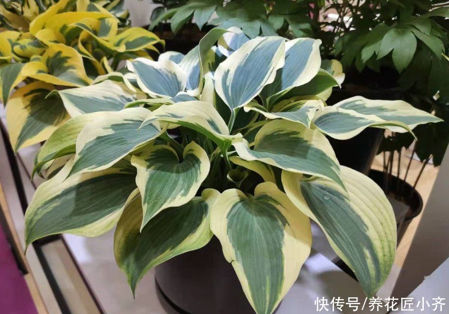 养死|养花入门很简单，记住“久病成医”，真正爱花，才能变成养花高手