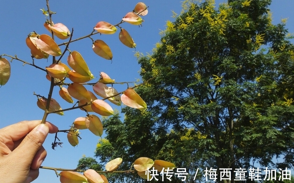 摇钱树多久浇水一次,摇钱树应该怎么养