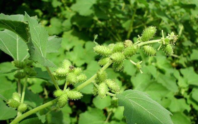中年|人们看见此物就远离,但用此物泡脚好处太多了