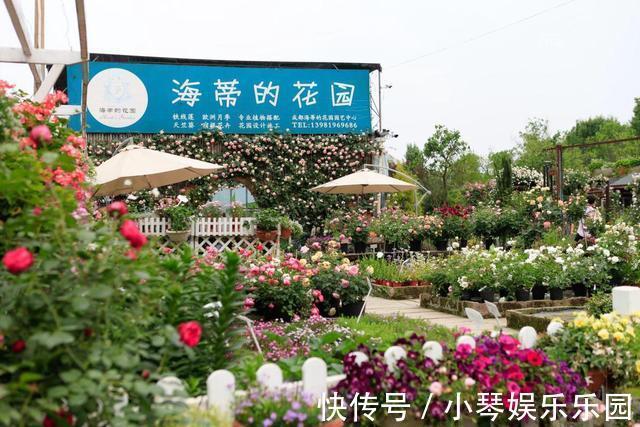 植物|12年搬家13次,43岁的她终于送给女儿3000平米超大花园