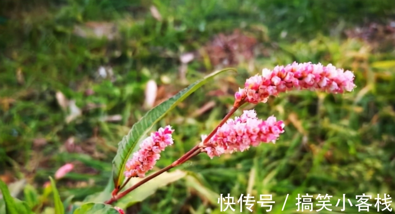 用一种常见野草就能有不菲的渔获,但被钓鱼人所不齿,理应杜绝