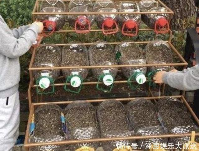种植|厨房的“空油桶”留着，拿来“剪2刀”，变成“种菜容器”，值！