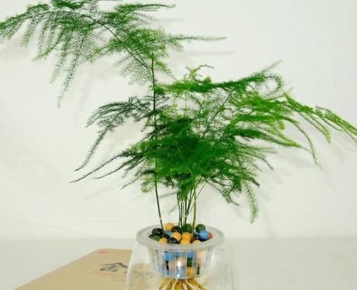 家里万万要养这几种植物，对家人身体越来越好