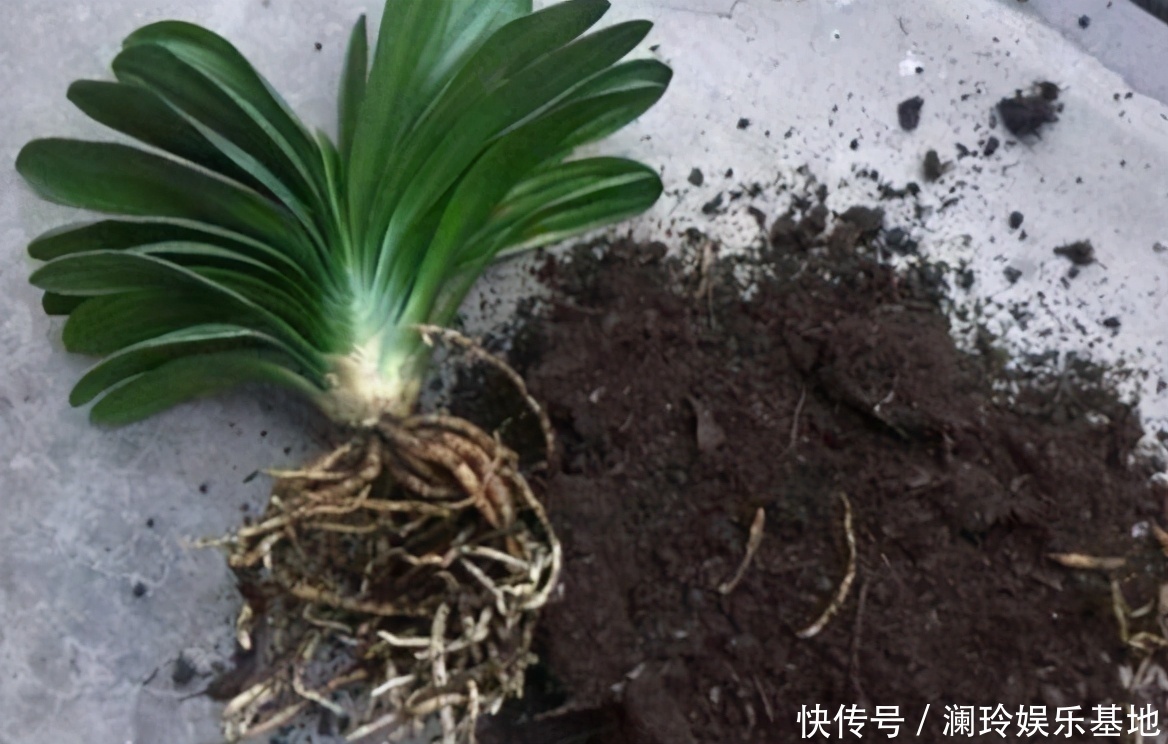 透气性|想换盆怕把花“换死”？教你一个“安全”的方法，换完快速生长