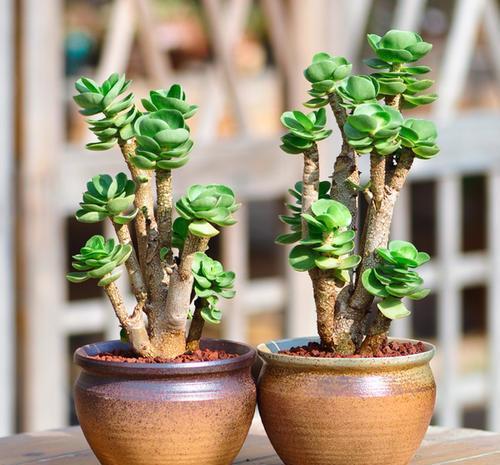 长势|5种容易养成老桩的多肉，一养就能成功，越养越美，适合新手
