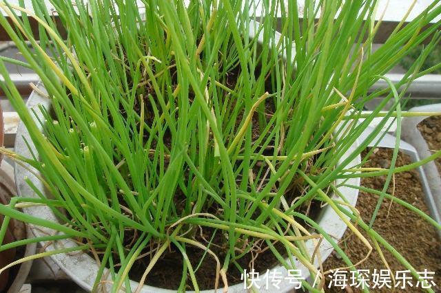 盆栽|4步教你盆栽小葱，又粗又“肥硕”，不用再去菜市场买啦