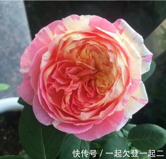 天方夜谭|最适合新手养的4种花，沾土就能活，丢盆里猛长，开花多又美